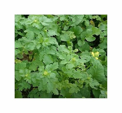 1 kg Gelbsenf Garten Pflanzen - Samen F-S715 - Seeds & Plants Shop by Ipsa