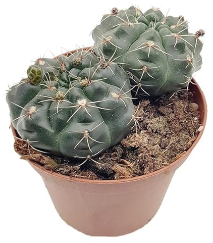 Fangblatt - Gymnocalycium baldianum - exotischer Höckerkaktus mit roten Blüten - Ø 10 cm Pflanztopf