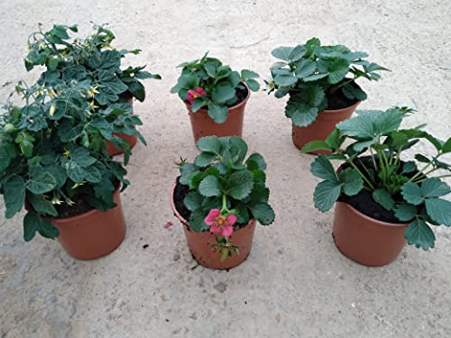 Pack 6 Plantas Naturales del huerto (3 Fresas+3 Tomate cherry) maceta de 13 cm