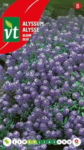 Alyssum blue - Sweet Alison - semillas de flores