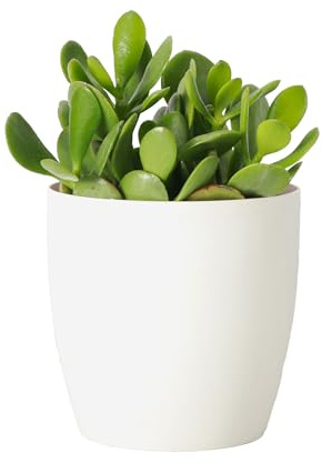 Thorsen's Greenhouse Jade Plant, Live Indoor Plant, Lucky Plant, Crassula Ovata, Easy Care Succulent (White, 4-inch Pot)
