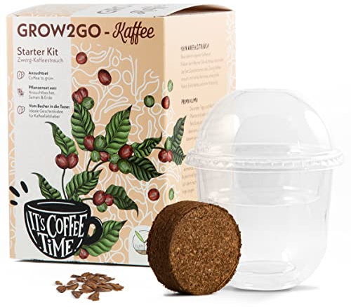 GROW2GO Dein eigener Zwergkaffee Strauch zum selber Pflanzen - Immergrüner Kaffeestrauch mit wunderschönen Blüten für die Anzucht von eigenen Kaffeebohnen (Anzuchtset)