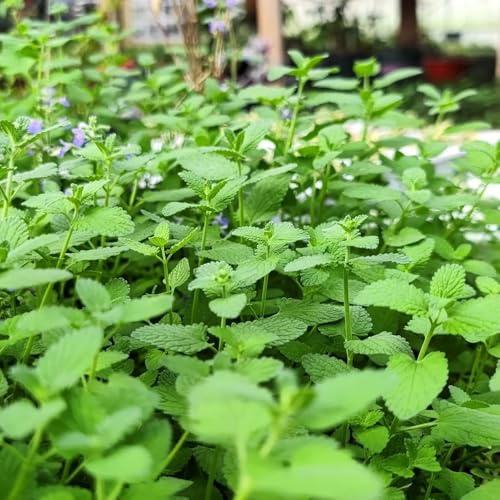 katzenminze, kräutersamen steingartenpflanzen winterharte garten heilkräuter wildkräuter seltene garten 100samen