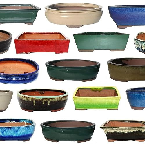 exotenherz Bonsai-Schale Größe 5 Sonderposten Zufallsform und Zufallsfarbe L ca. 30cm B ca. 25cm H ca. 8-9cm