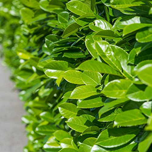 Prunus laurocerasus 'Rotundifolia' Cherry Laurel – Dense Evergreen Shrub with Glossy Rounded Leaves and Fragrant White Flowers, Ideal for Hedges 2X, 3Xx 5X or 10X 3.6 Litre Pots by Thompson and Morgan