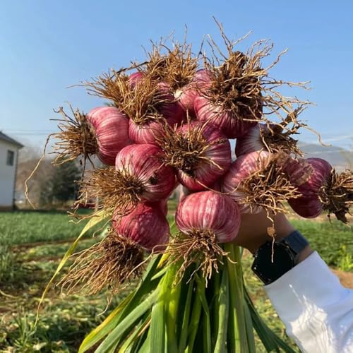 semi di aglio resistente, Allium sativum, esotici varietà antiche 350pcs