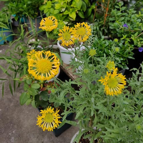 Kokardenblume, outdoor balkonblumen seltene kletterpflanzen blumenstauden pflanzensamen exotisch balkonpflanzen steingarten gartenblumen hochbeete für garten deko wohnzimmer 250samen