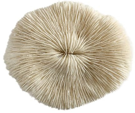 TOPBATHY 1stk Runder Pilz - Korallenriff-Aquarium-Ornament Kunstpflanze Aquarium-grasdekorationen Skulpturen Wohnkultur Harz Empfindlich Gras Für Aquarien Plastik Weiß Reisen
