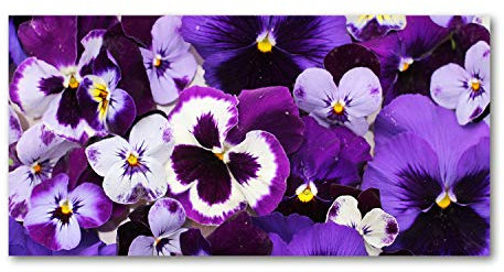 Tulup Acrylglas - Wandkunst - Bild auf Acrylglas Deko Wandbild hinter Kunststoff/Acrylglas Bild - Dekorative Wand für Küche & Wohnzimmer 120 x60 cm - Blumen & Pflanzen - Stiefmütterchen - Lila