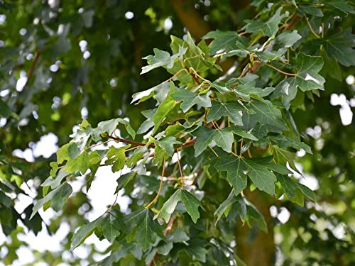 Feldahorn - Acer campestre - Containerware 100-125 cm - Garten von Ehren®