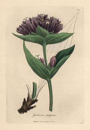 DQCJIYIGL Célèbre Poster Image Déco D'Art Murale Gentiane violette Gentiana Purpurea par un artiste célèbre Murale Tableaux Toile Pour la Décoration Murale 60x90cm