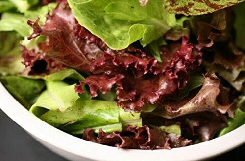 Oak Leaf Lettuce (Oakleaf) Green 1000 Seeds Loose Leaf Heirloom No GMO