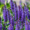 100 semillas de flores de salvia morada