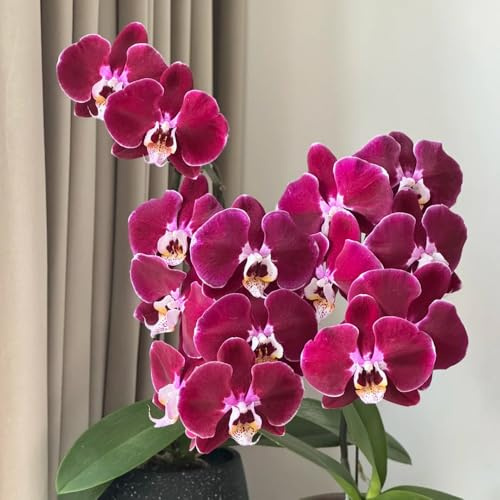 Phalaenopsis semi di orchidie da giardino esotiche foglia perenne selvaggio, semina autunno, perenne tagliato decorazione scalapante 40pcs