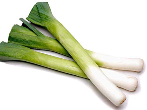 PORRO DI CARENTAN NR.300 SEMI