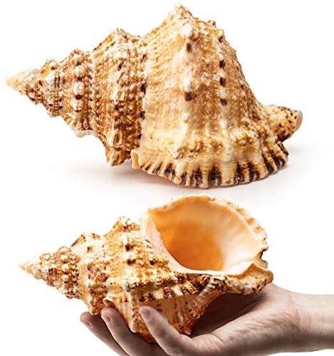 Giant Natural Conch Shell, Frog Seashell 1 Shell 7-8 inches, Large Sea Shell for Vase Filler, Air Plants, Home Decor, Wedding Decor Beach Theme Party