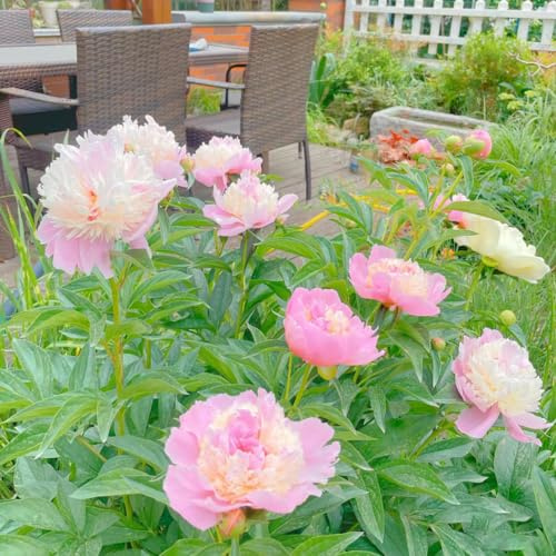 Semi di peonia, vecchie varietà, rare esotiche arredamento del soggiorno di semi autunnali resistenti selvatici decorazioni giardino per esterni balcone 120pcs