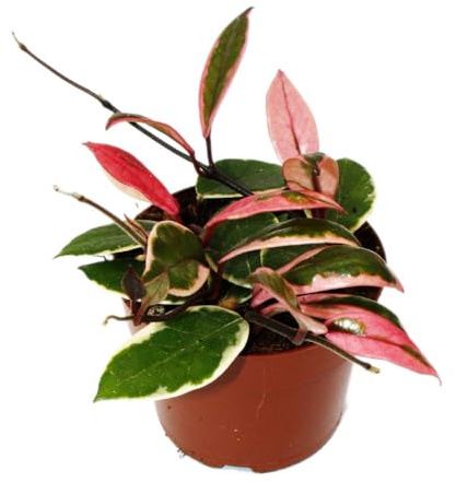 Exotenherz Hoya carnosa Flamingo Dream planta trepadora de interior con brotes nuevos rosa, flor de porcelana, flor de cera, maceta de 12 cm