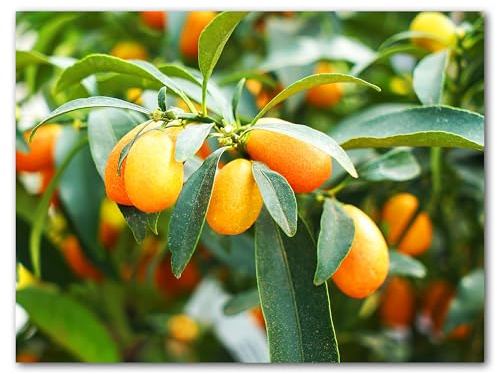 Glücksvilla / Kumquat, naranja enano 1 / Imagen fotográfica/cuadro mural XXL/Imagen de pared/Árbol fruta nauraleza flores plantas (100 x 80 cm, vidrio acrílico 5 mm)