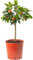 Árbol cítrico grande de lima roja. Cultiva tus propias frutas en casa, en interiores o exteriores. Jardín.