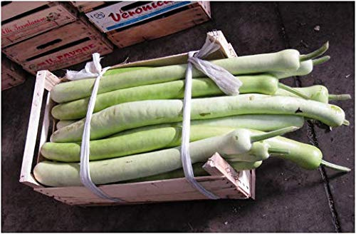 Portal Cool Dal 6 di Zucca (Lagenaria Longissima Ciceraria) Semi N10 siciliana Snake