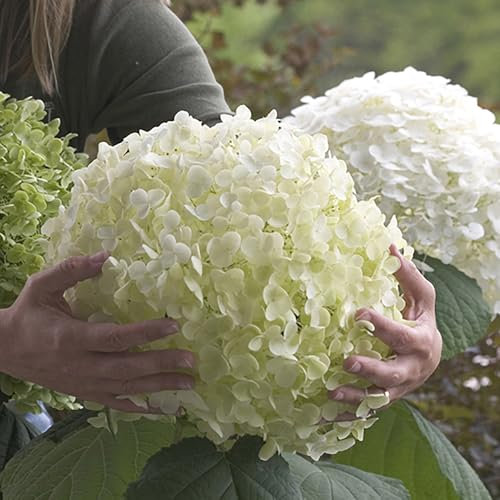 YouGarden Hydrangea 'Incrediball' Plant in 3L Pot - Huge White Flowers, Established Plant for UK Gardens - Bee and Butterfly Friendly