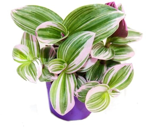 tradescantia Nanouk, pflegeleichter Innenraum mit 9 cm Topf in rosa