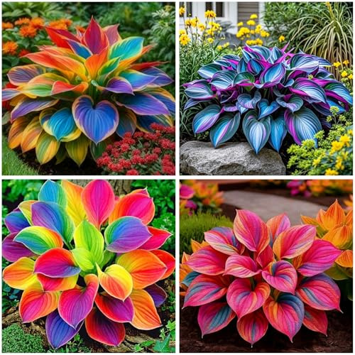 Mixrug 302+ Hosta Seeds for Planting Outdoors, Hosta Seeds Shade Plant Seeds Perennial with Large Decorative Leaves,Perennial Ground Cover for Woodland Gardens