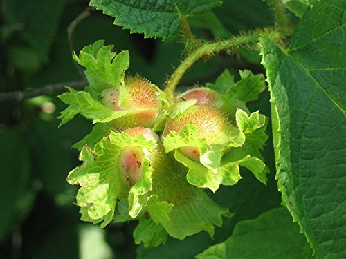 5 AMERICAN HAZELNUT TREE aka Filbert Corylus Americana Fruit Nut Seeds