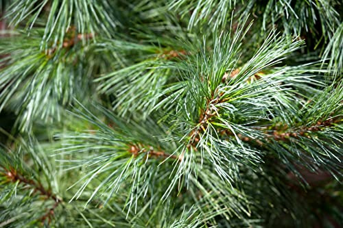 Pinus wallichiana 'Densa Hill' 25-30 cm – Winterhart, Immergrün, Pflegeleicht – Himalaya-Kiefer – Konifere für Garten & Kübel