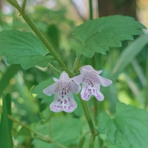 semi di edera terrestre - Glechoma hederacea - d'appartamento esotiche per la copertura del terreno balcone, varietà antiche in vaso 200pcs