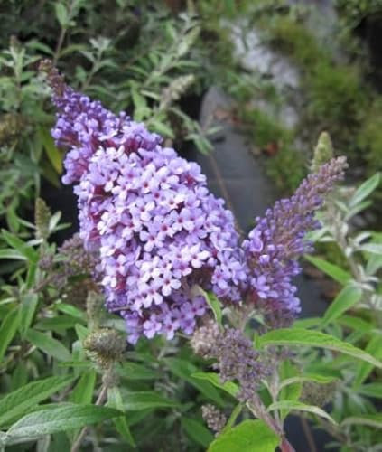 Buddleja buzz ® Sky Blue - Zwerg-Sommerflieder Sky Blue ® 40-60
