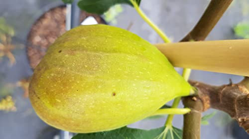 Ficus carica 'Goutte d'Or' / Figuier 'Goutte d'Or' / Conteneur de 2 à 2.9 litres