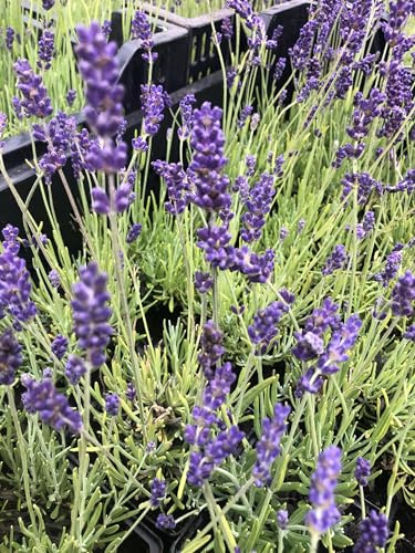 6 x Lavandula angustifolia ‘Hidcote’ – Lavanda ‘Hidcote’ - vaso 9x9 cm