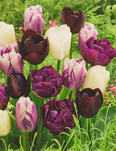20 Tulpenzwiebeln weiß/lila/schwarz gemischt Blumenzwiebeln