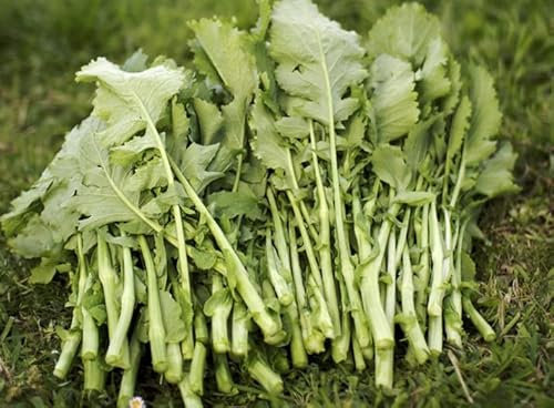 200 Semillas de Grelos de Santiago (Brassica Rapa) VERDE