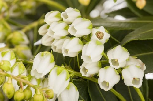 Lavendelheide Pieris japonica Sarabande 25-30 cm winterhart immergrün | weiße Blüten, halbschattig, säureliebend, ideal für Beet und Terrasse, dekorativer Blickfang, robust