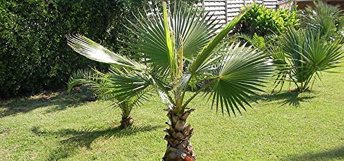 10 Washington Palm Tree Seeds: Package Contain Seeds