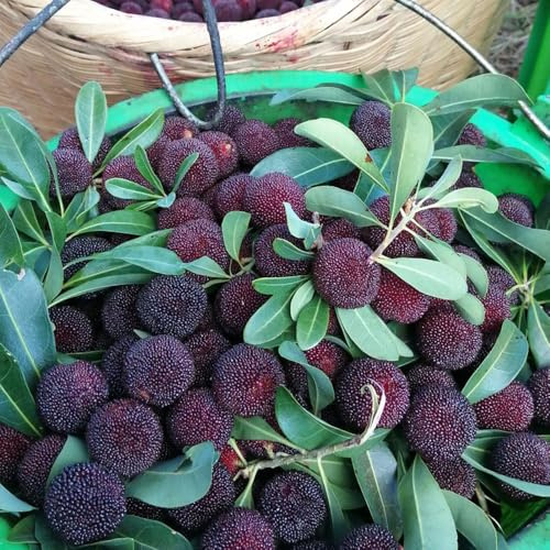 Semi di Myrica rubra,da frutto colonnari,semi di frutto colonnare resistente da appartamento,semi di giardino decorativo 80pcs