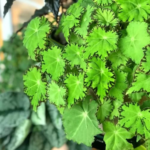 begonien kräuterbeet indoor kräuterbeet gartenkräuter pflanztöpfe winterharte kübelpflanzen pflanzendeko kräuterpflanzen balkon deko heilkräuter büropflanzen hochbeete für garten 100samen