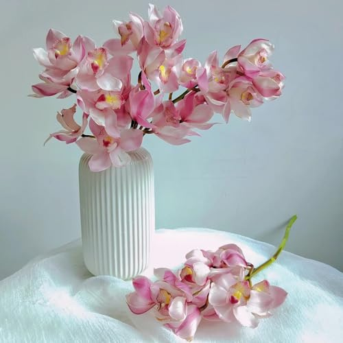 orchidea Cymbidium - selvaggi interni esotici da ufficio selvaggi balcone riverdimento tetti semi organici semi 300pcs