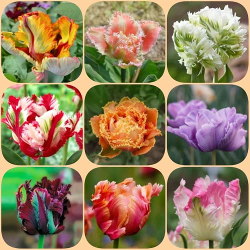 Bulbi di tulipani, esotico copertura del terreno resistenti estivi balcone resistenti per giardini rocciosi per i luoghi soleggiati giardinieri 6pcs