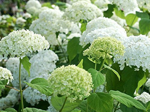 Ballhortensie weiße Blüte 'Annabelle' - Hydrangea arborescens Annabelle - Containerware, 60-100 cm - Garten von Ehren®