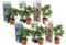 Plant in a Box - Hydrangea macrophylla 'Early Blue', 'Early Pink', 'Wudu' - Ortensia - Misto di 6 - Vaso 10,5 cm - Altezza 25-40 cm