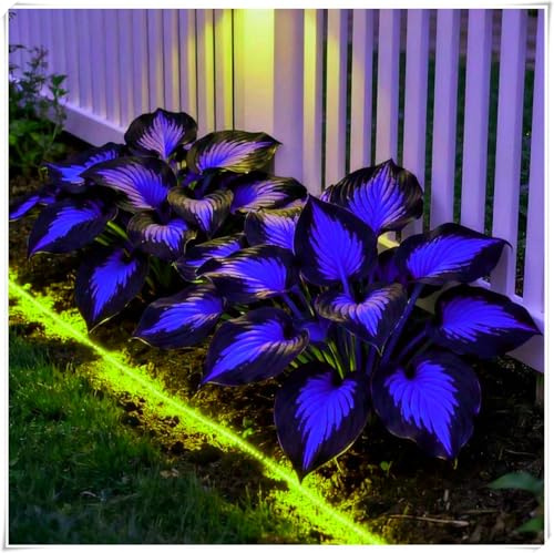 rare-Ideal für deutsche Gärten,winterharte,winterharte für garten,Winterharte für Innenräume und Gärten, Hosta Rhizome-4 Rhizome-F