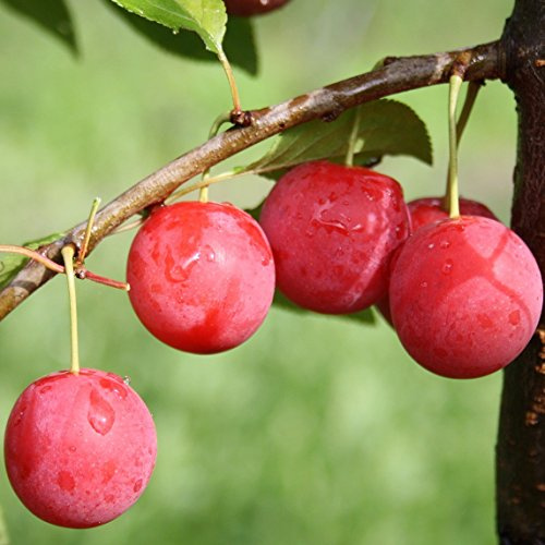 1a-plant Milanka (R) Bunte Kirschpflaume Buschbaum 110-140 cm 10 Liter Topf Unterlage: St. Julien A