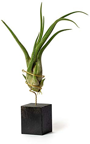 Plantas de Escritorio con Ordenador para Decorar la Oficina Escritorio Estudio fáciles de cuidar Tillandsia Caput Medusae (Soporte Incluido) (Negro)