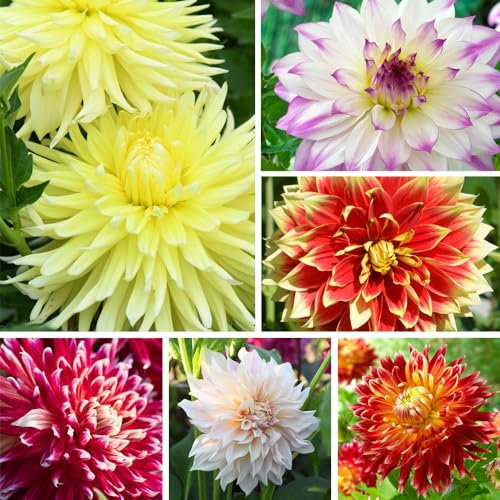 Dahlia Dinner Plate Collection - Giant Blooms in Vibrant Colours, Perfect for Cutting and Dramatic Garden Displays - Ideal for Exotic Gardens and Stunning Borders - 6X Tubers by Thompson & Morgan