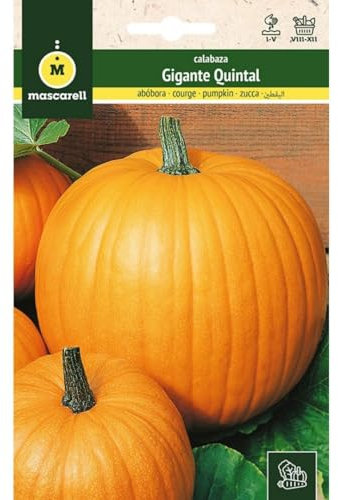 Mascarell Semillas, CALABAZA, Semillas Huerto, CALABAZA GIGANTE QUINTAL, Crea tu Propio Huerto Urbano y Cultivo en Casa, Plantas Hortícolas, 3 Gramos