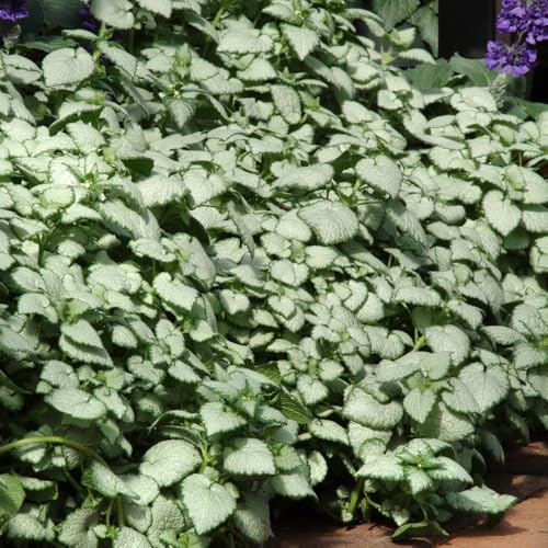 Bedwen Lamium 'White Nancy' Plug Plant x3 – Silver Foliage & White Dead Nettle Flowers for Shade Gardens, Ground Cover & Bright Spring Interest